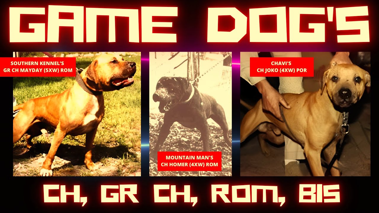 AMERICAN GAME DOGS 🔥 PITBULL GAME DOG 💯 APBT GAMEDOG 💥 CH, GR CH, ROM ❤️