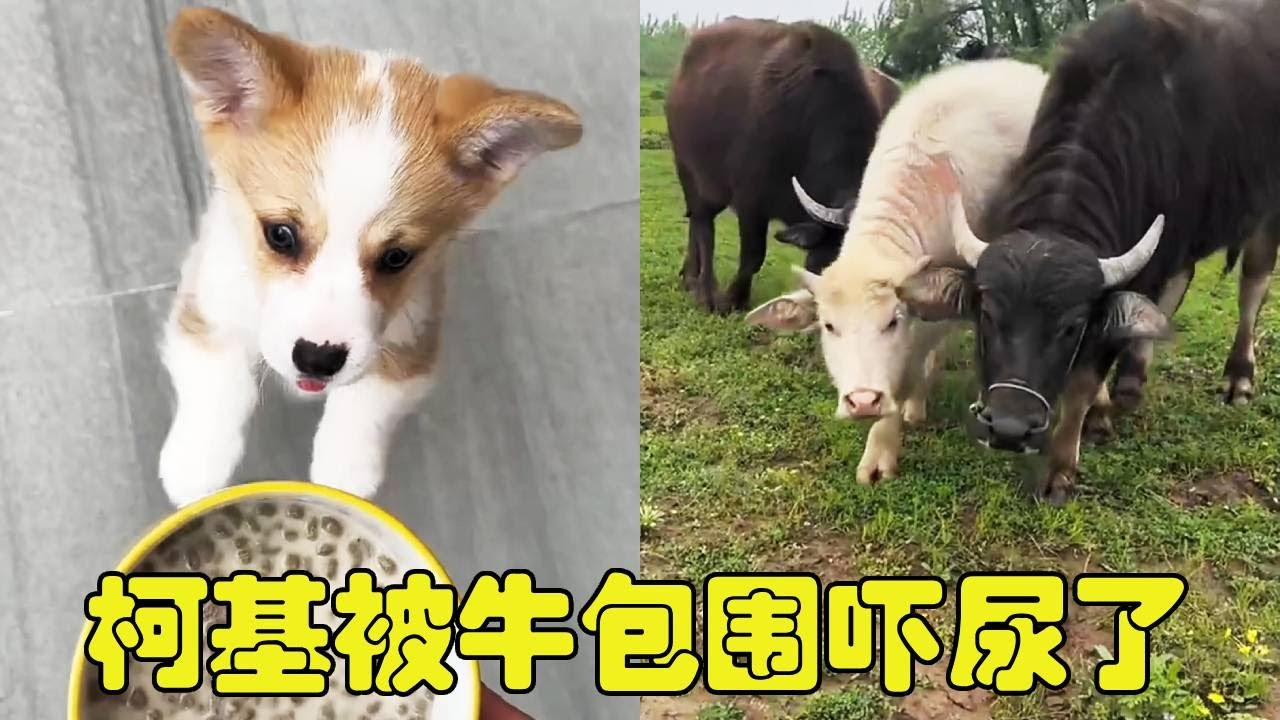 带着小柯基外出秋游，遇到成群野牛把柯基当成小牛犊，吓尿柯基啦！【勋勋】
