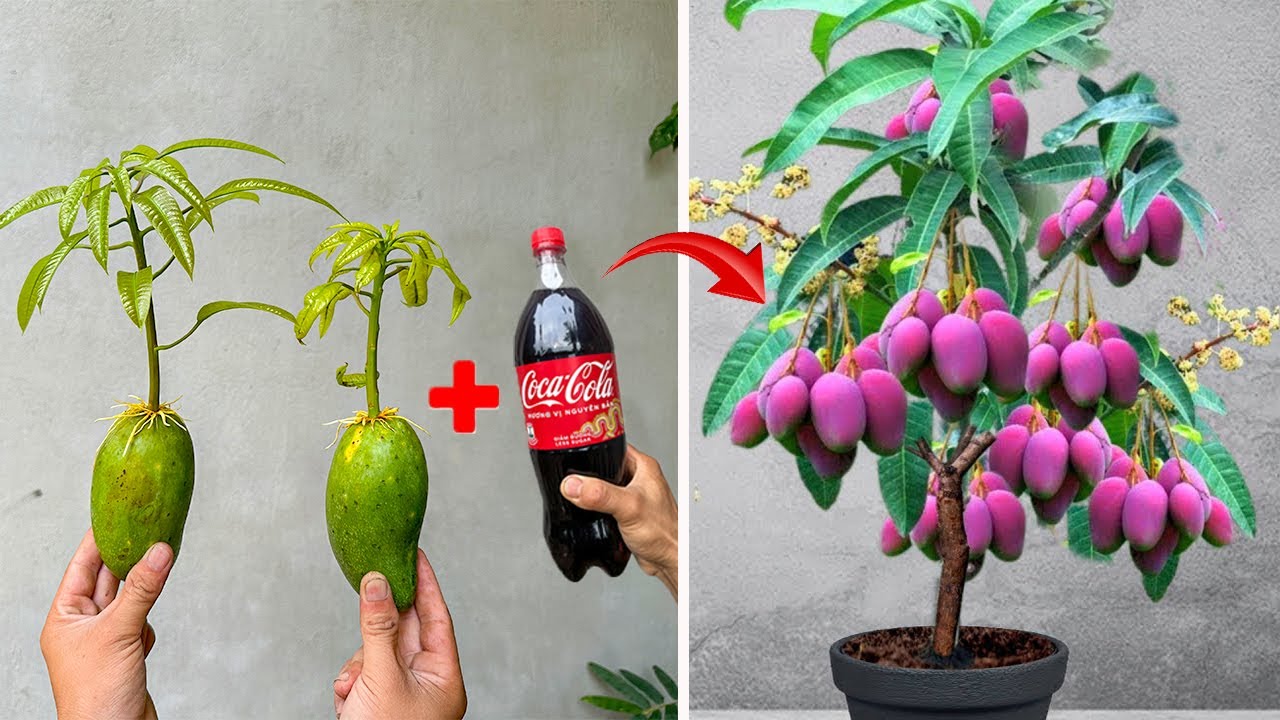 Techniques for breeding high-yield super-fruit mango