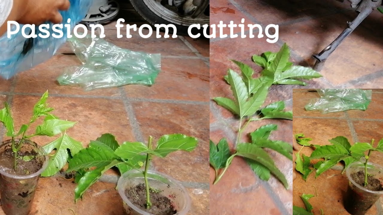 Grow passion fruit from cutting