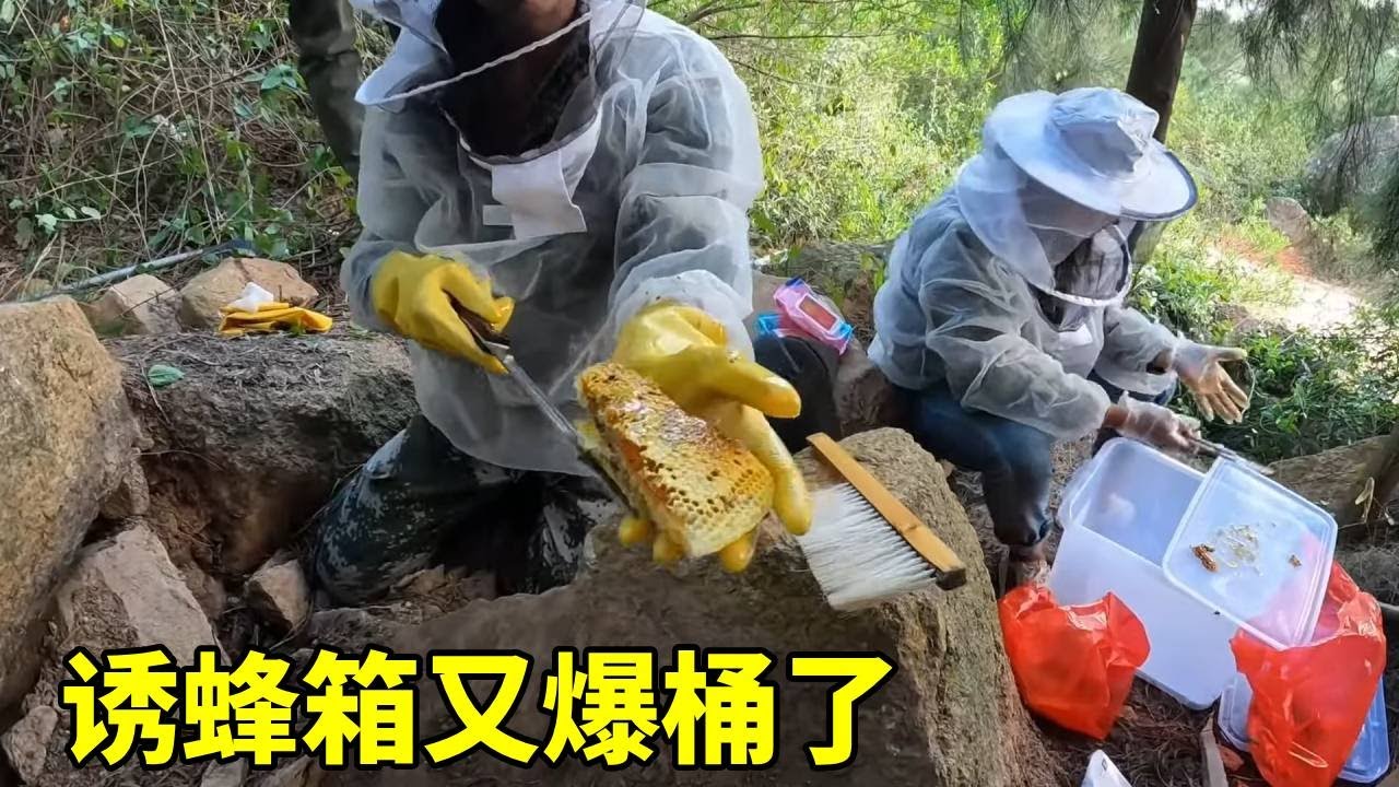 大山上的诱蜂箱又爆桶了，整饼都是蜜，真是运气好呀！ #乡村生活 #诱蜂水 #蜂巢蜜