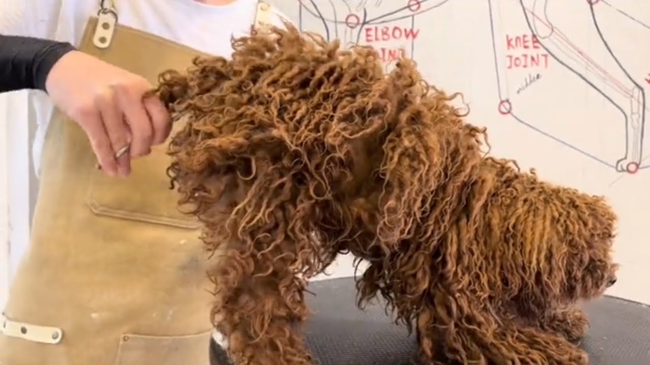 Matted Little Poodle Dog Grooming | Puppy Grooming | Dog Grooming