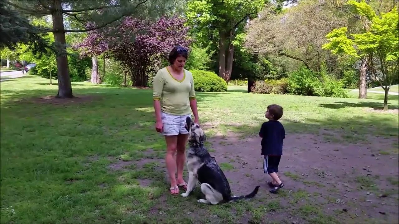 Nitro K-9 Siri Black & Silver GSD