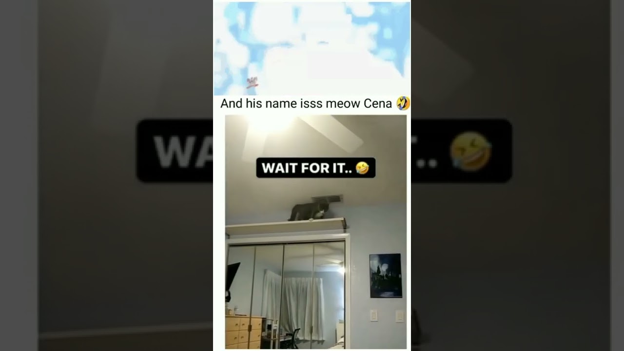 Meet meow Cena | cat jump like a John Cena 😅