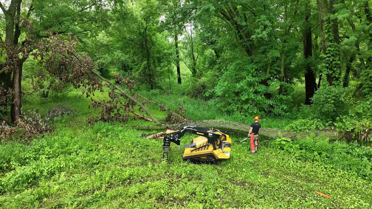 Removing Large Cottonwood Tree | CTX100 Mini Skid Loader + Vermeer Log Grapple Attachment