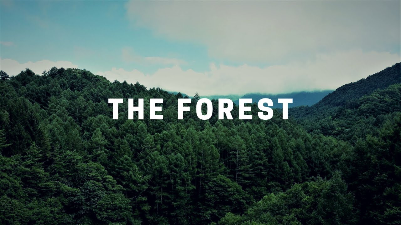 the forest - themed aesthetics