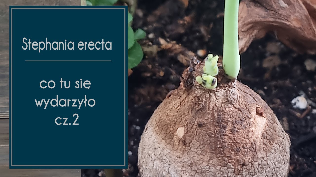🌱 Stephania erecta - co tu się wydarzyło cz.2