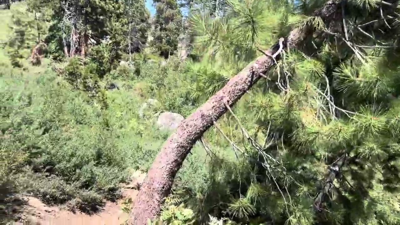 Emigrant Wilderness 4K Immersive Walk | Scenic Trail That Suddenly Ends | Hiking Sierra Nevada