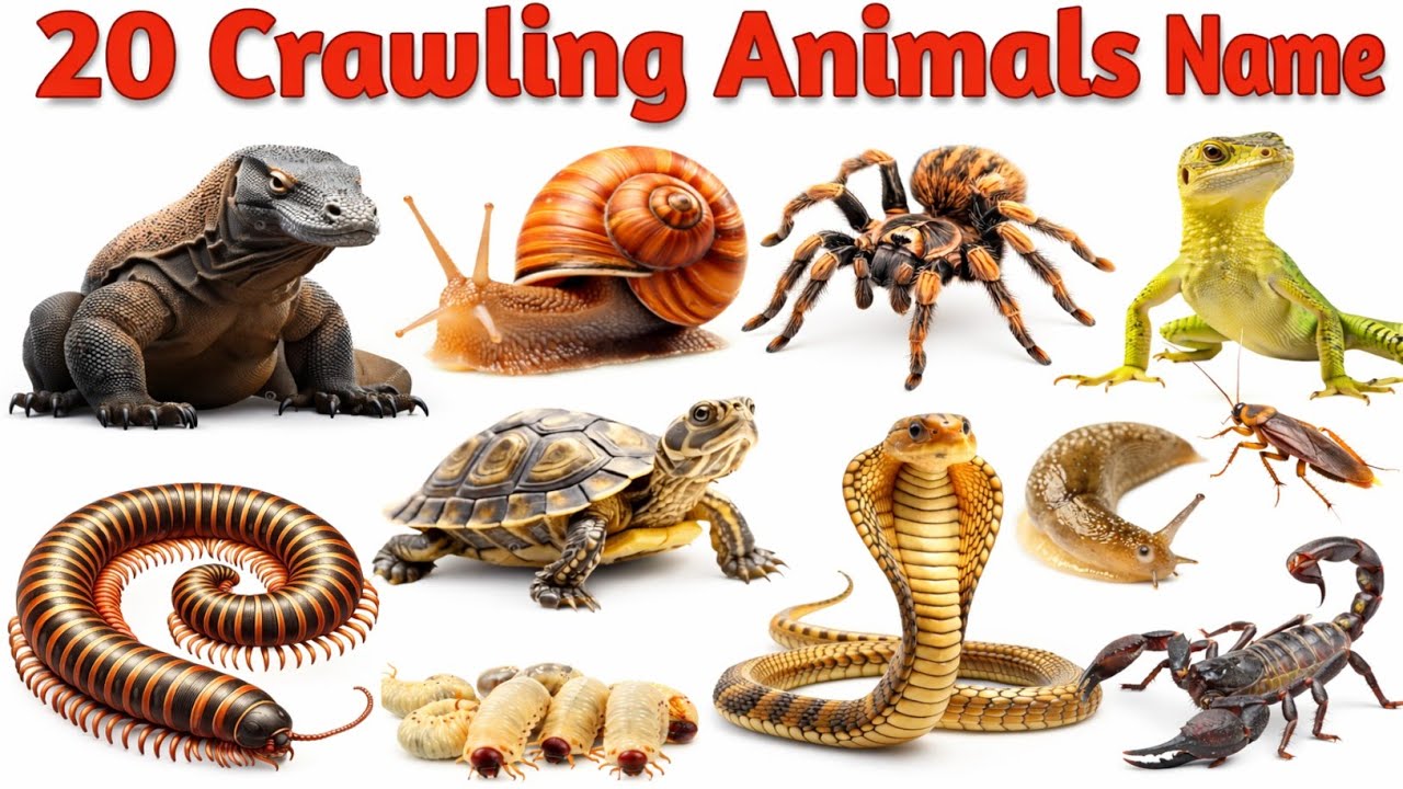 Learn Crawling Animals for Kids 🦎 | रेंगने वाले जानवर | 20 Reptile Names with Pictures and Video
