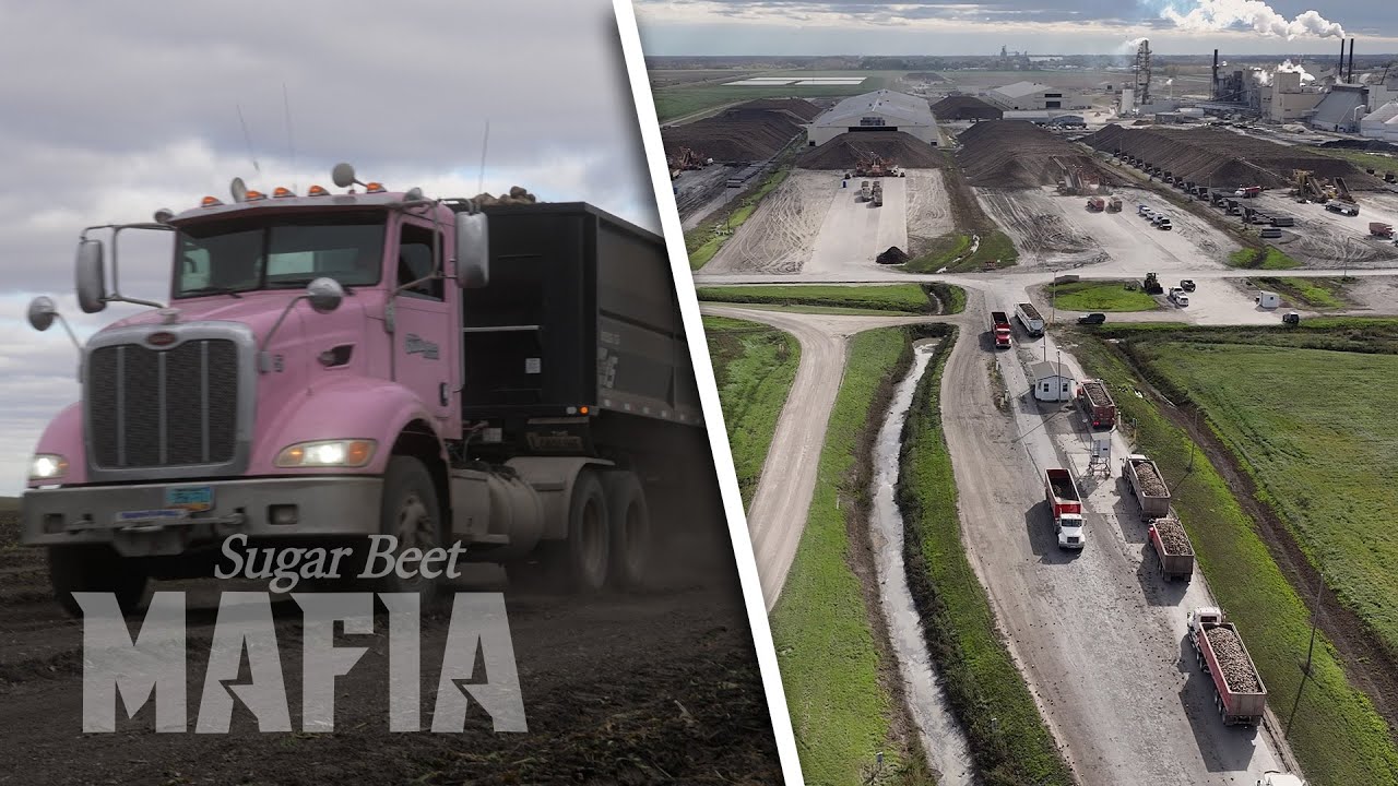 Beet Truck: A Hazardous Job - SUGARBEET MAFIA 2023 (Part 2)