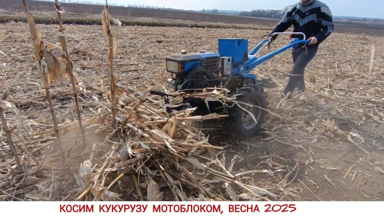 ТАК И РАБОТА В УДОВОЛЬСТВИЕ , КОСИМ КУКУРУЗУ МОТОБЛОКОМ / CORN HARVESTING SEASON 2025