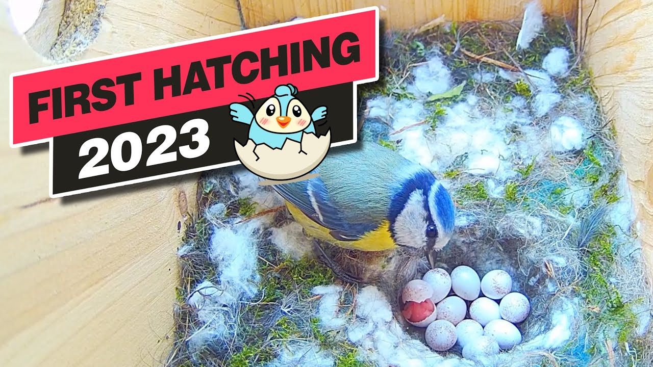 Hatching of Blue Tits 