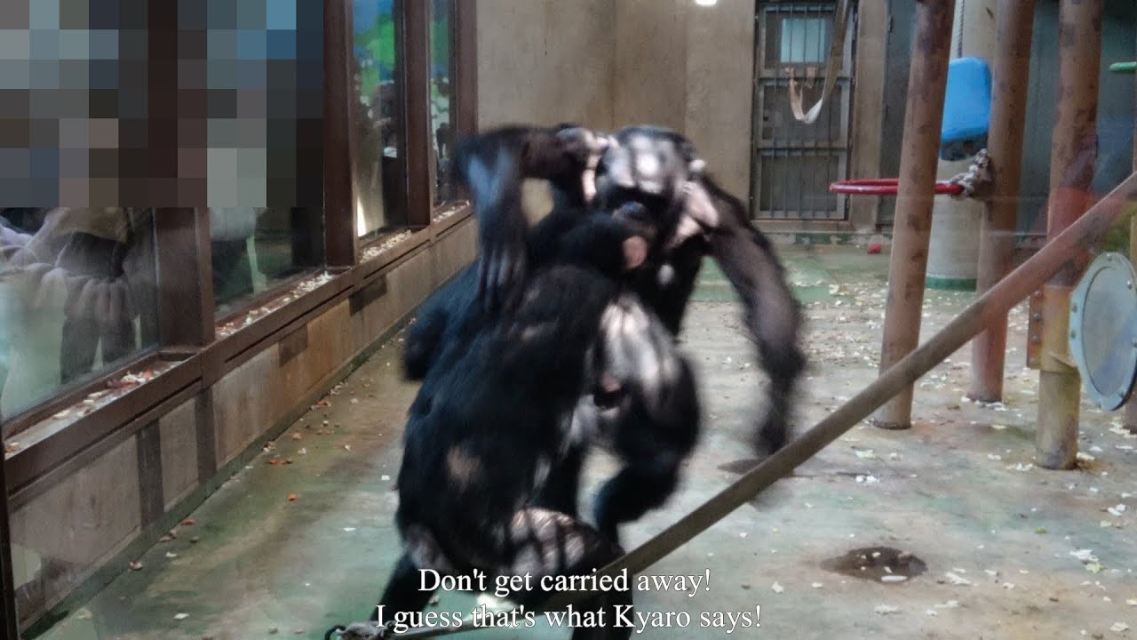 🎶HARUKI starts playing cymbals/Poor EVE Chimpanzee Asahiyama Zoo