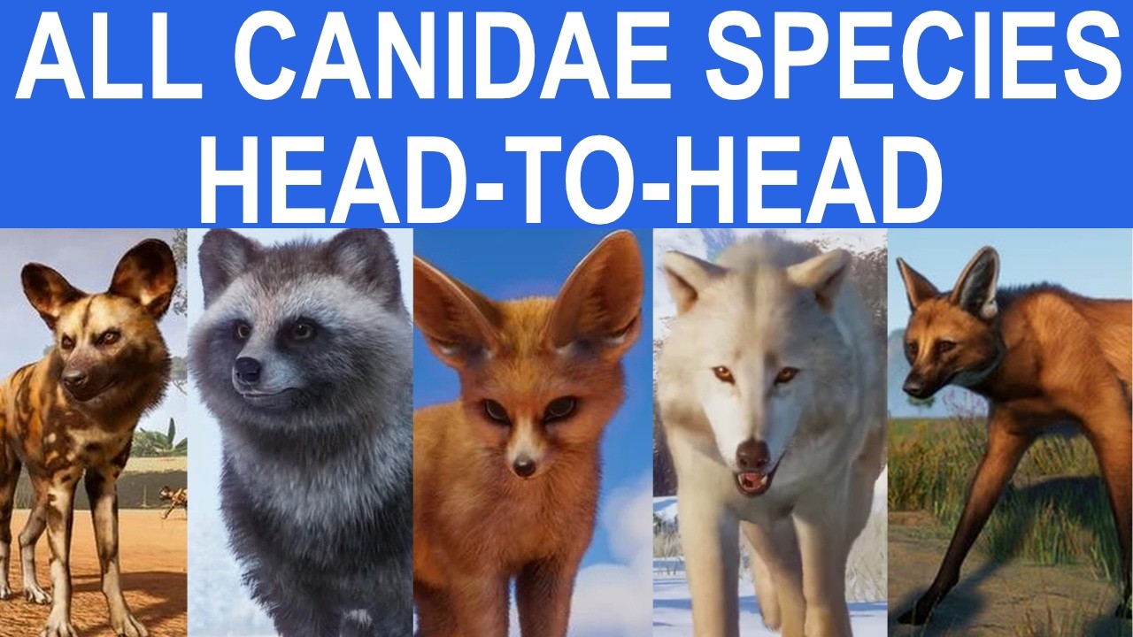 All Canidae Species Head to Head Speed Race in Planet Zoo included Coyote, Dhole, Dingo, Red Fox