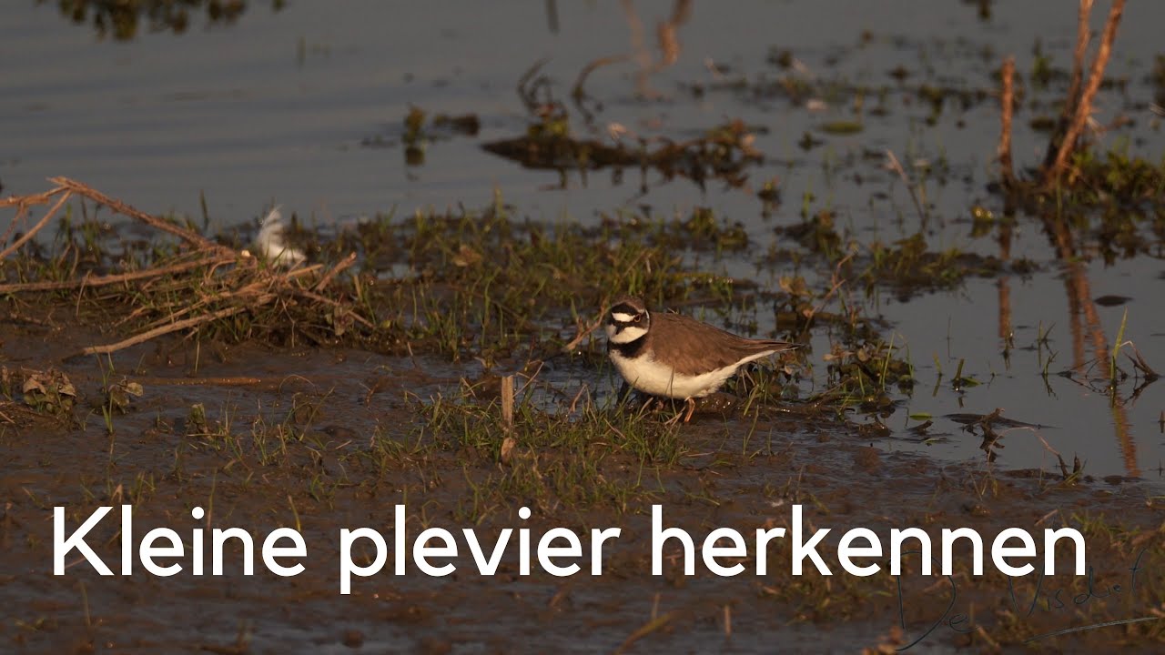 Kleine plevier herkennen in beeld en geluid / Little Ringed Plover #305