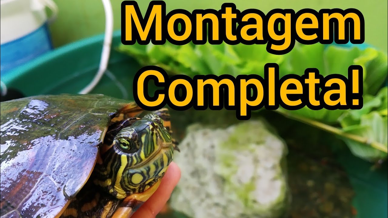 COMO MONTAR UMA LAGUINHO PARA TARTARUGA E PEIXES.