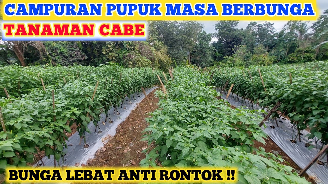INILAH CAMPURAN PUPUK MASA BERBUNGA TANAMAN CABE |CAMPURAN PUPUK UNTUK MELEBATKAN BUNGA TANAMAN CABE