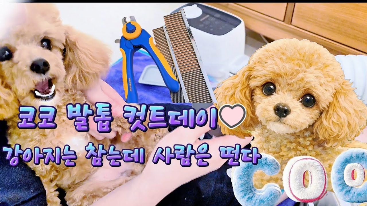 토이푸들 발톱 자르기♡#11개월 강아지#토이푸들 #반려동물 #귀여운 강아지   