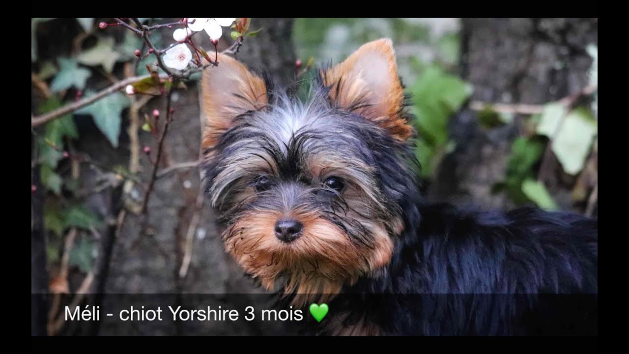 Méli - chiot Yorkshire 3 mois 💚