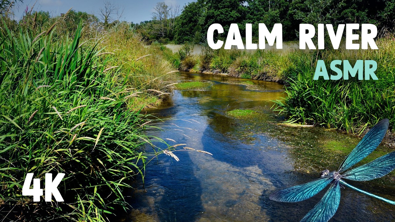 1 Hour Summer River ASMR | Soothing & Relaxing Ambient Nature | Birdsong & Damselflies (4K)