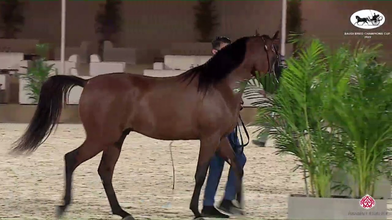 N 49 FAKAR ALSALMAN   Saudi Bred Champions Cup   Riyadh   Yearling Colt Class 6B