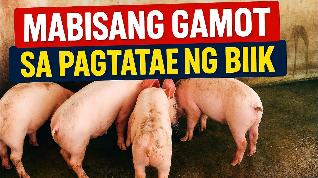 Mabisang Gamot Sa Pagtatae Ng Biik