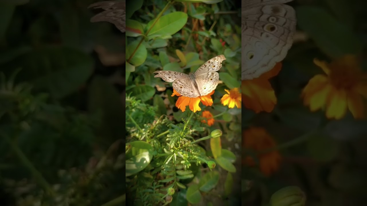 Beautiful Butterfly Enjoys Nectar from Flower 🌺 #butterfly #youtubeshorts