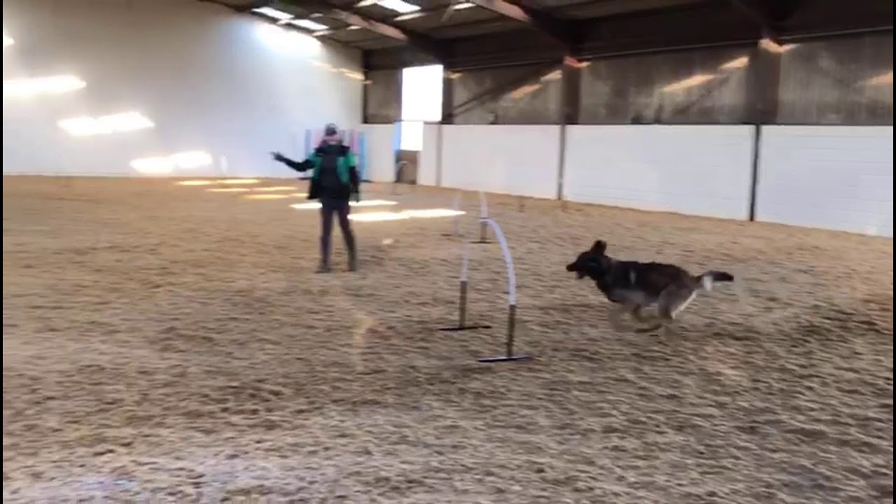 One year of hoopers training
