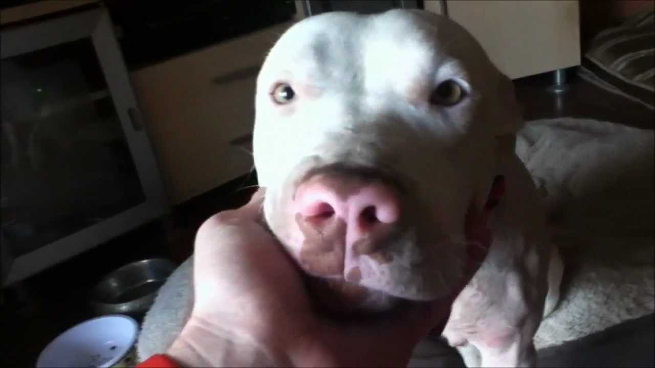 Belle's Progress Continues...