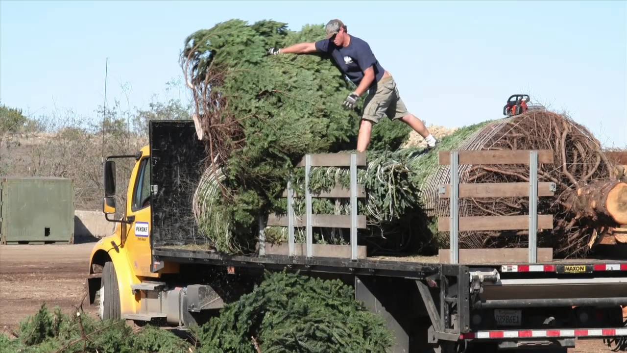 Christmas Tree Recycling PSA