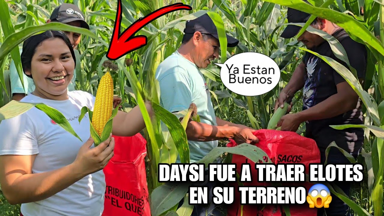 Hoy DAYSI Cosecho Estos Elotes En Su Terreno🌽Miren Todo Lo Que Hay😱Asi Cosechan Todos En El Terreno😨