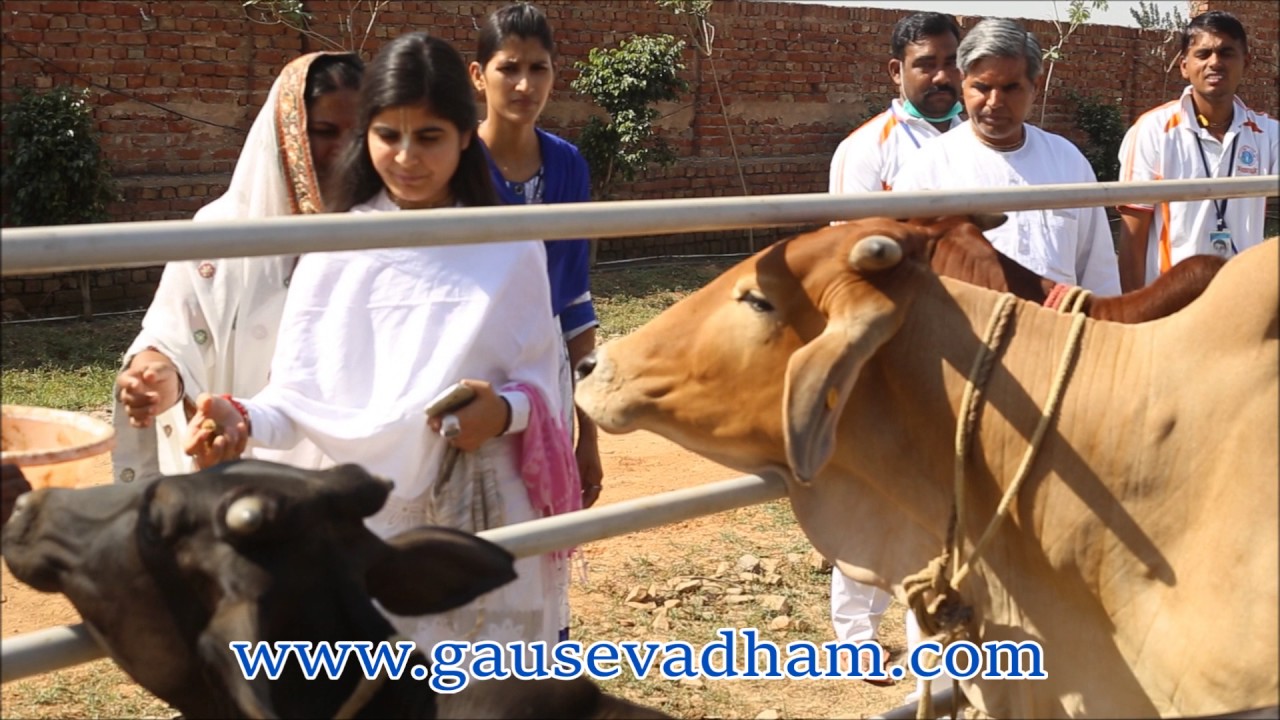Devi Ji Visite || Gau Seva Dham Hospital || Hodal Haryana Palwal #DeviChitralekhaji