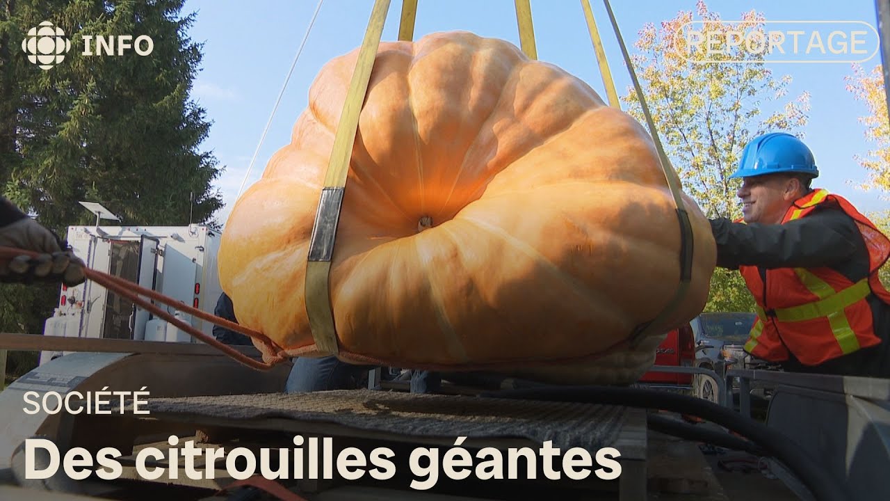 Des agriculteurs exposent leurs plus grosses citrouilles &agrave; Edmundston