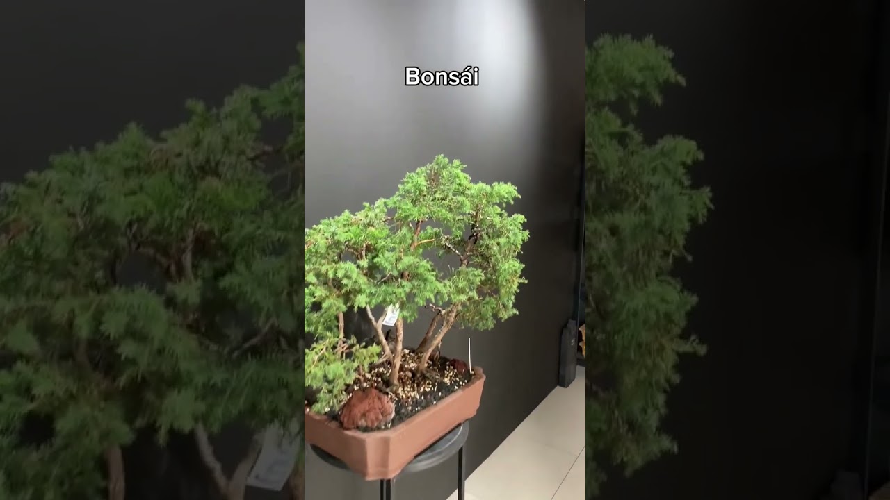 Todo para practicar el arte del bons&aacute;i. #bonsai #bonsaiguatemala #Guatemala #bonsaigt #arte