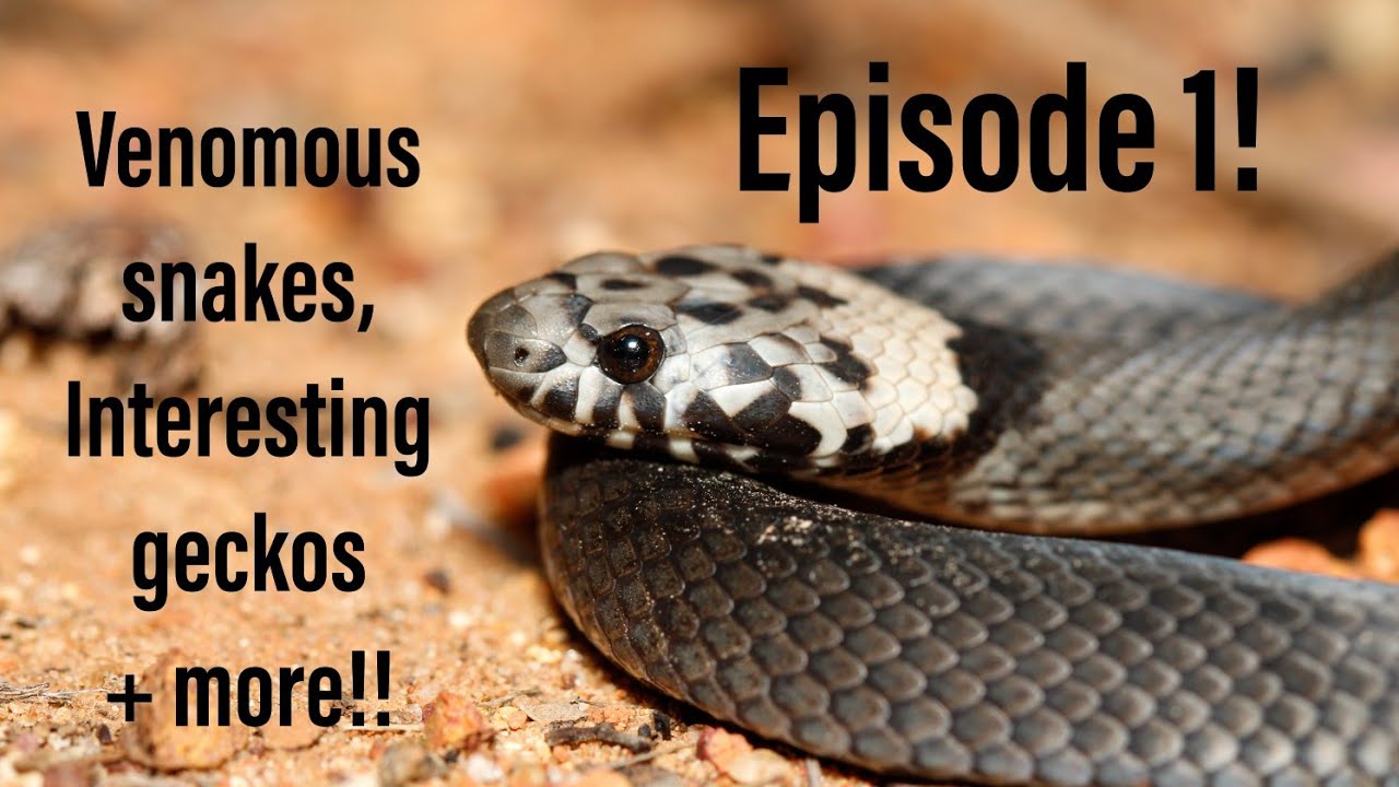 Herping Western QLD Episode 1: Central NSW and the Brigalow