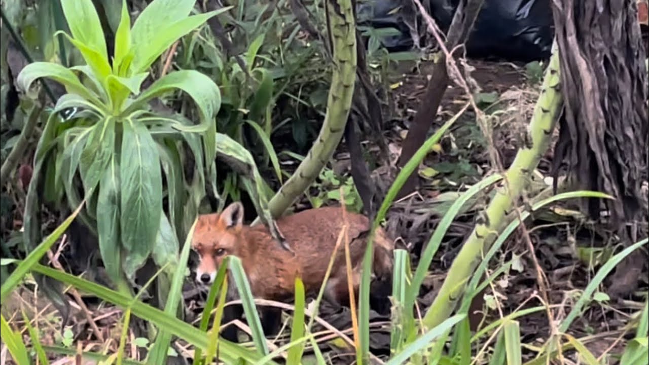 Bless this animal 