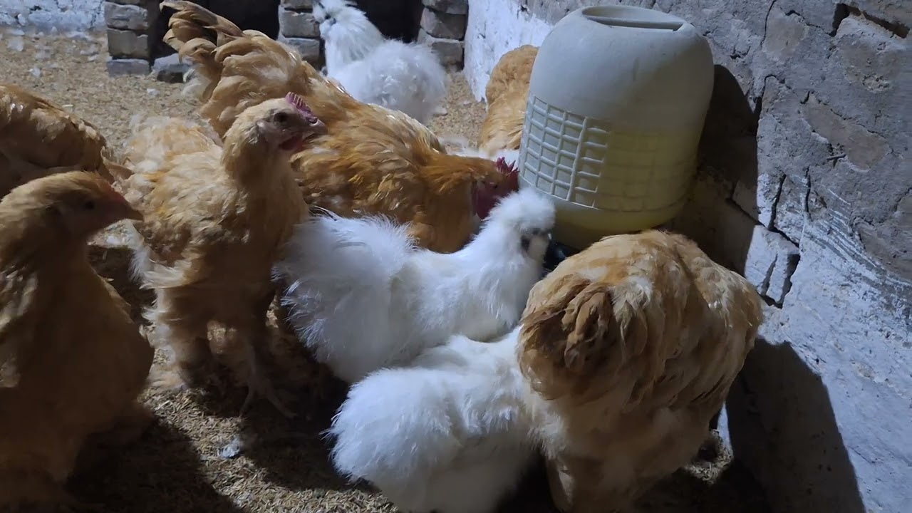 Pakistan Fancy hens, Fancy hens in Pakistan