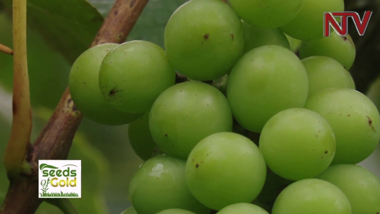 SEEDS OF GOLD: Smarter way to earn from apples and grapes