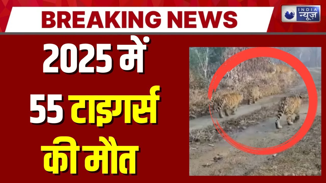 MP Tiger Death 2025: बाघों की मौत का 'खूनी' रिकॉर्ड, इस साल 55 की मौत | India News