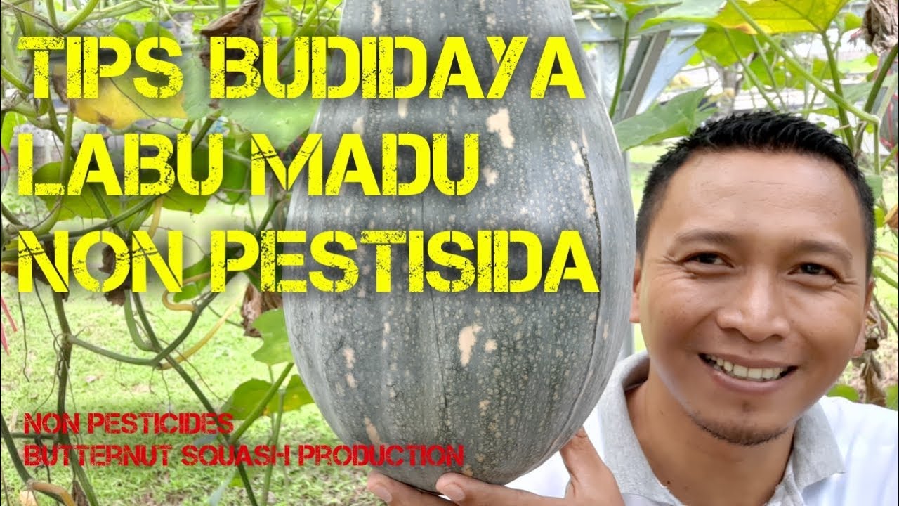 Tips Produksi Labu Madu Non Pestisida di Musim Hujan