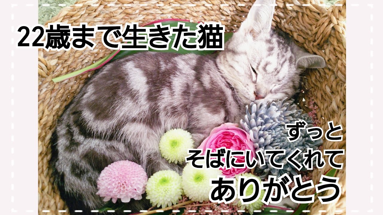 ２２歳まで生きた愛猫との別れ。最後の力を振り絞り大好きな場所でお別れを告げる猫。今もその場所で私たちを見守ってくれています。ありがとう…