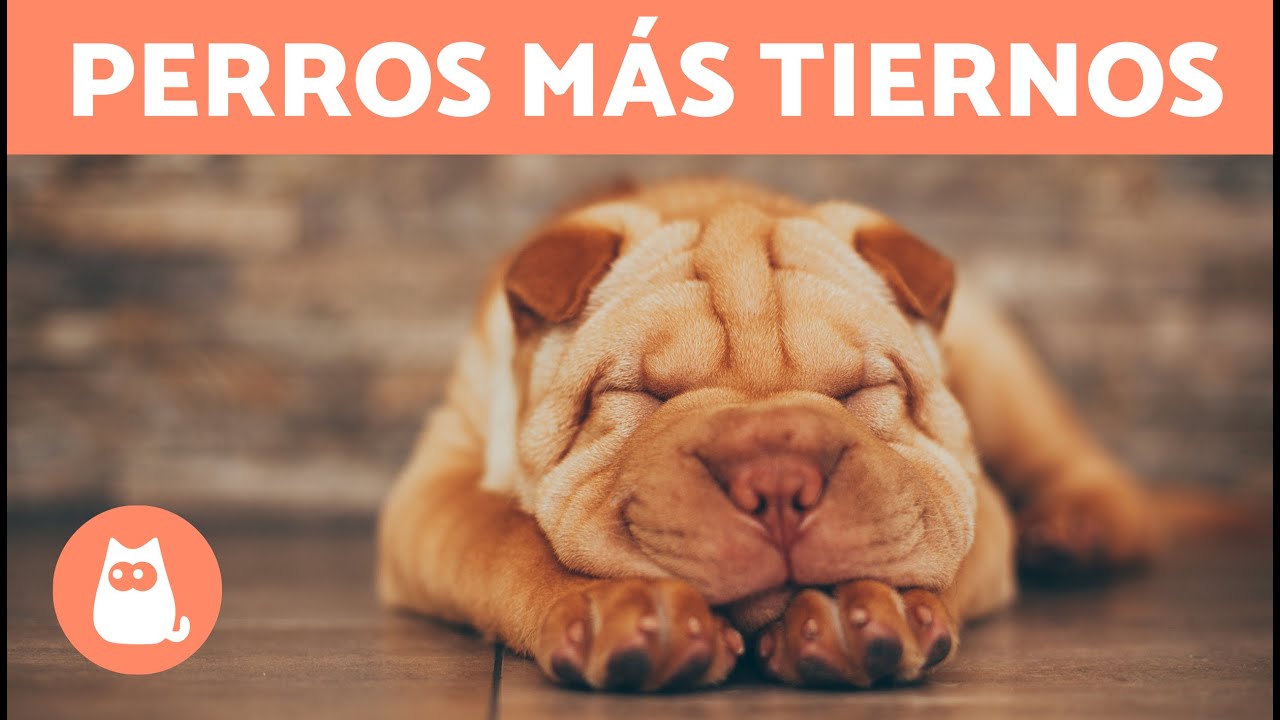 10 RAZAS de PERROS más ADORABLES del mundo 🐶❤️