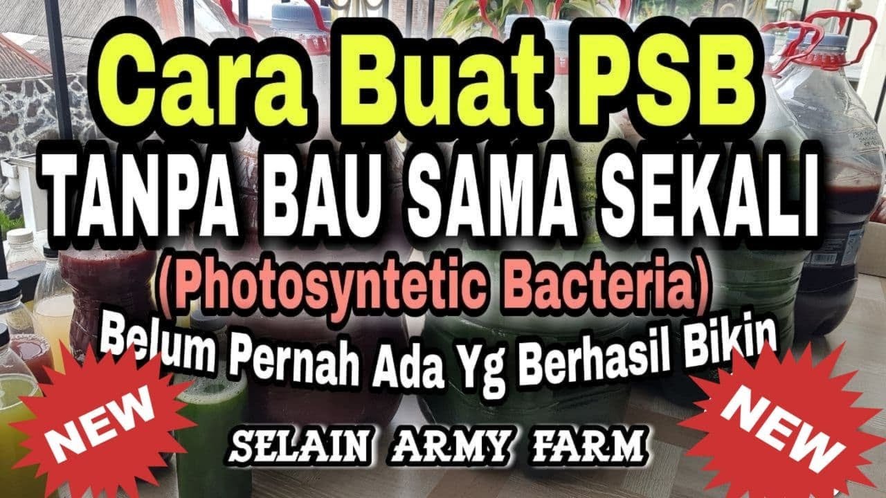 CARA MEMBUAT PSB TANPA BAU SAMA SEKALI (Photosyntetic Bacteria)