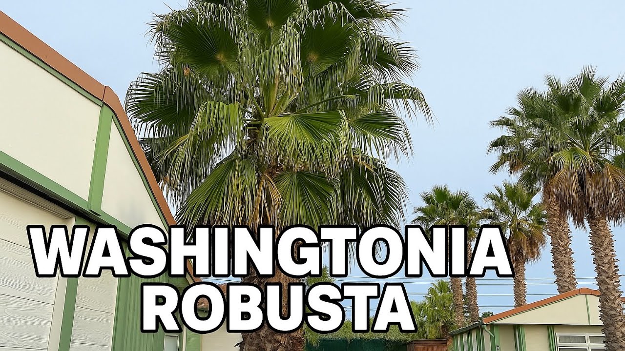 Washingtonia Robusta Ratgeber - Daran erkennt ihr diese Palme 🌴 