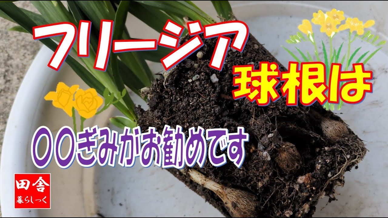 フリージア 　球根は〇〇がお勧めです！
