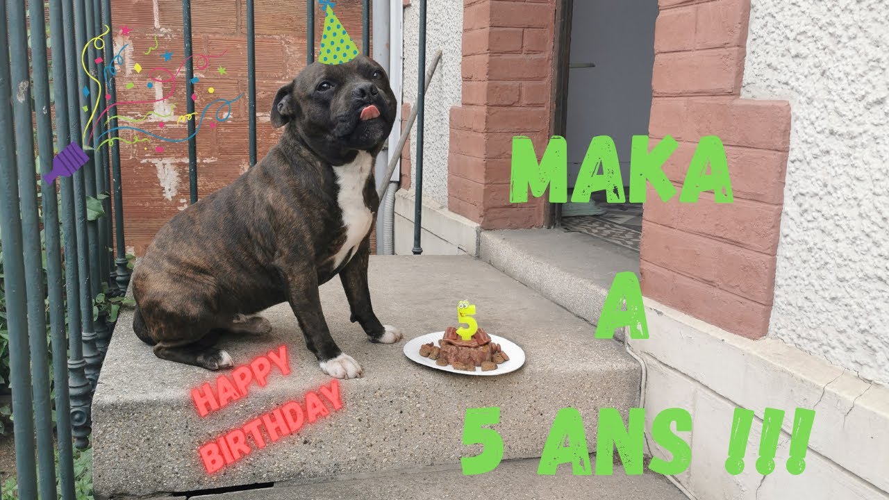 MON STAFFIE // STAFFORSHIRE BULL TERRIER FETE SES 5 ANS !!! Une journée avec mon chien, MAKA