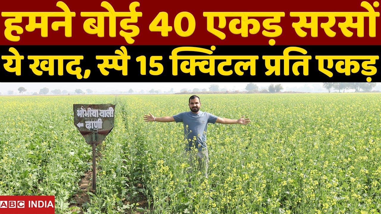 हमने बोई 40 एकड़ सरसों | Mustard farming | sarso ki kheti | mustard farming Full Detail | सरसों खेती
