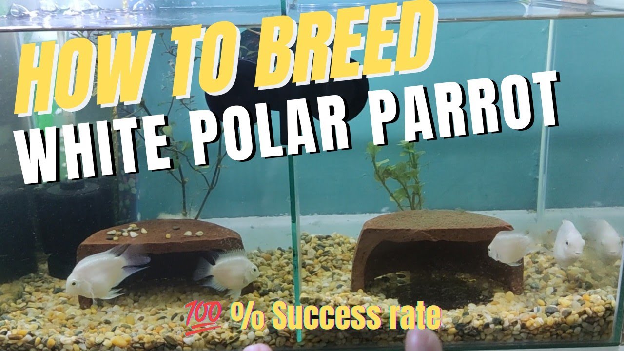 How to breed White Polar Parrot Cichlids easy, effective and low-cost (Tagalog)