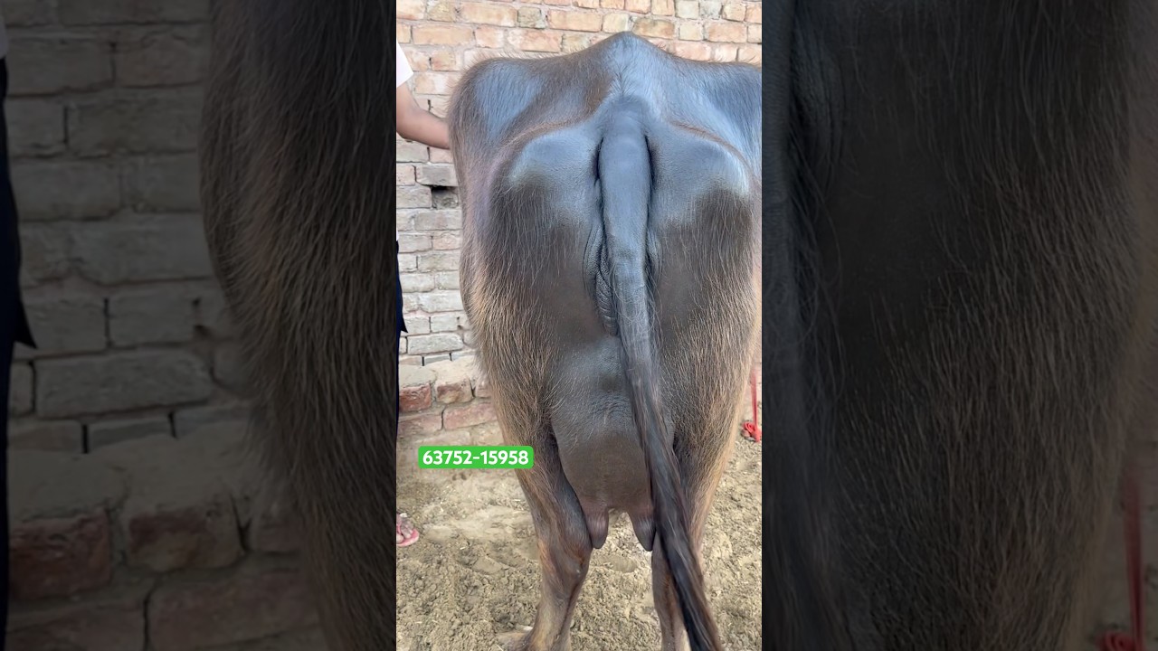 #shortsvideo 3 Buffalo For Sale #shorts #farming #baffalo