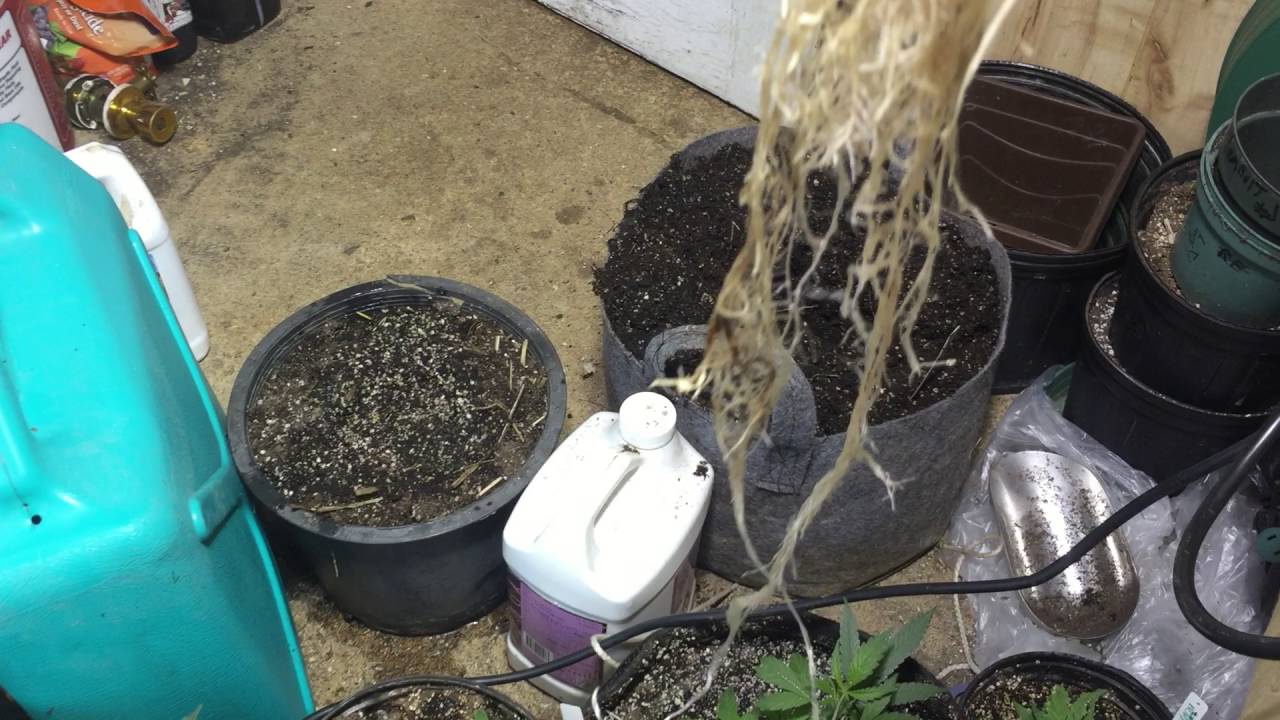 Planting a Cosmic Kush clone from the clone king cloner.